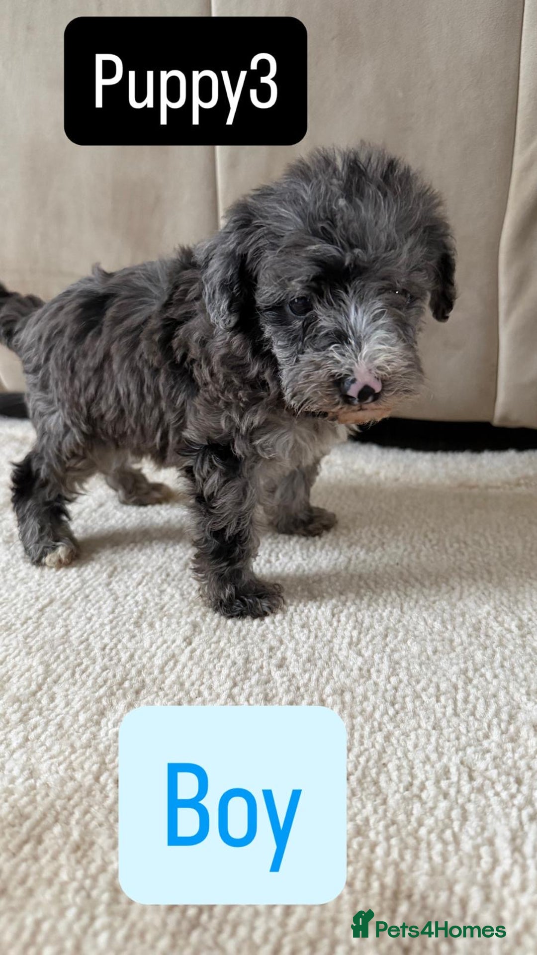 Mixed Breed dogs for sale: Schnoodle puppies for sale  - Advert 25