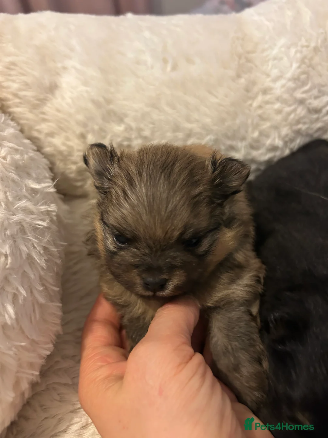 Pomeranian dogs for sale: Two little stunners - Advert 3