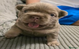 French Bulldog dogs for sale: ⭐️ QUALITY FRENCH BULLDOG PUPPIES ⭐️ - Image 2