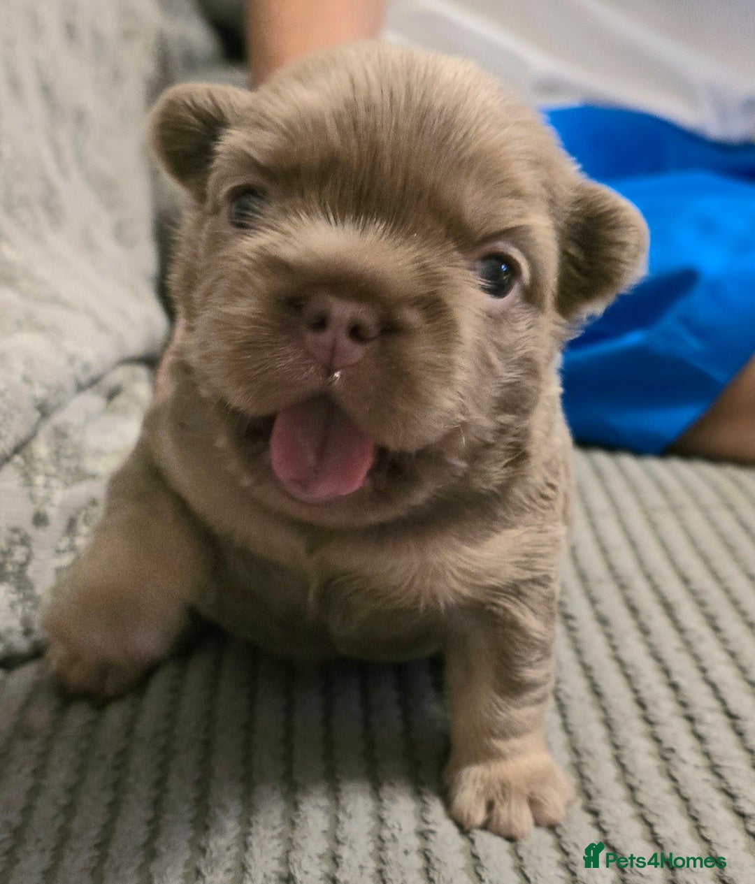 French Bulldog dogs for sale: ⭐️ QUALITY FRENCH BULLDOG PUPPIES ⭐️ - Image 2