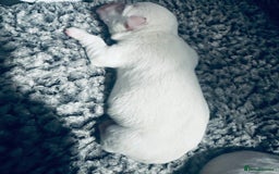 West Highland Terrier dogs for sale: KC Reg Westies - Image 11