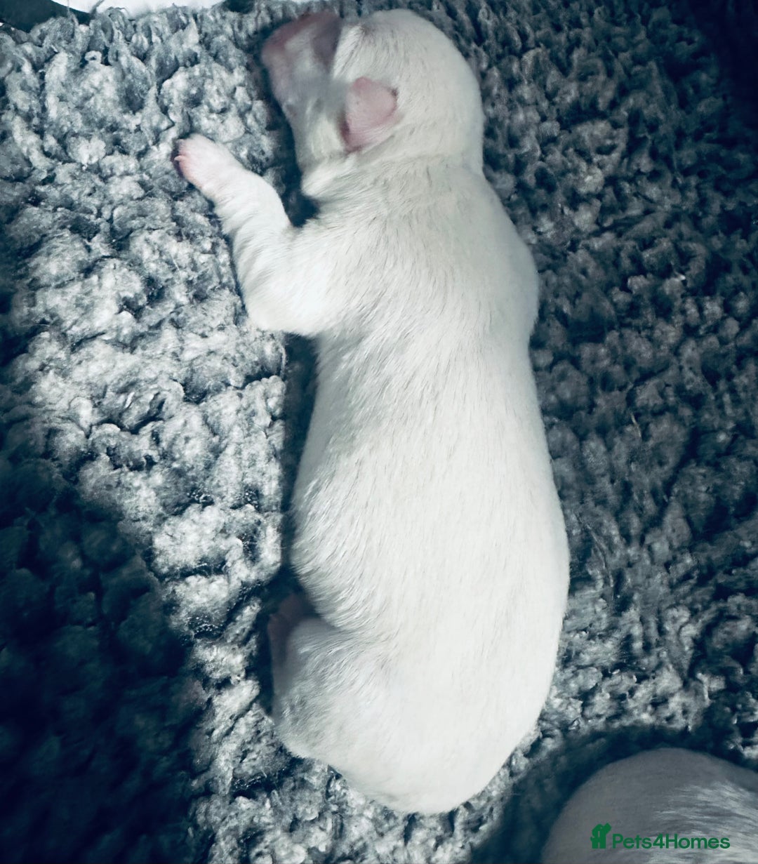 West Highland Terrier dogs for sale: KC Reg Westies - Image 11
