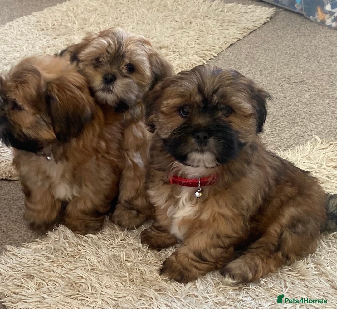 Shih Tzu dogs for sale: Shih Tzu puppies  - Image 7