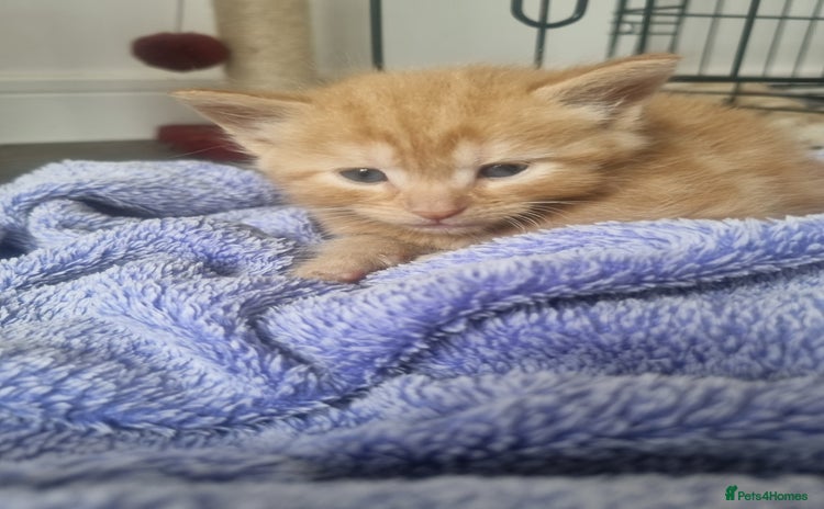 Mixed Breed cats - Advert 1