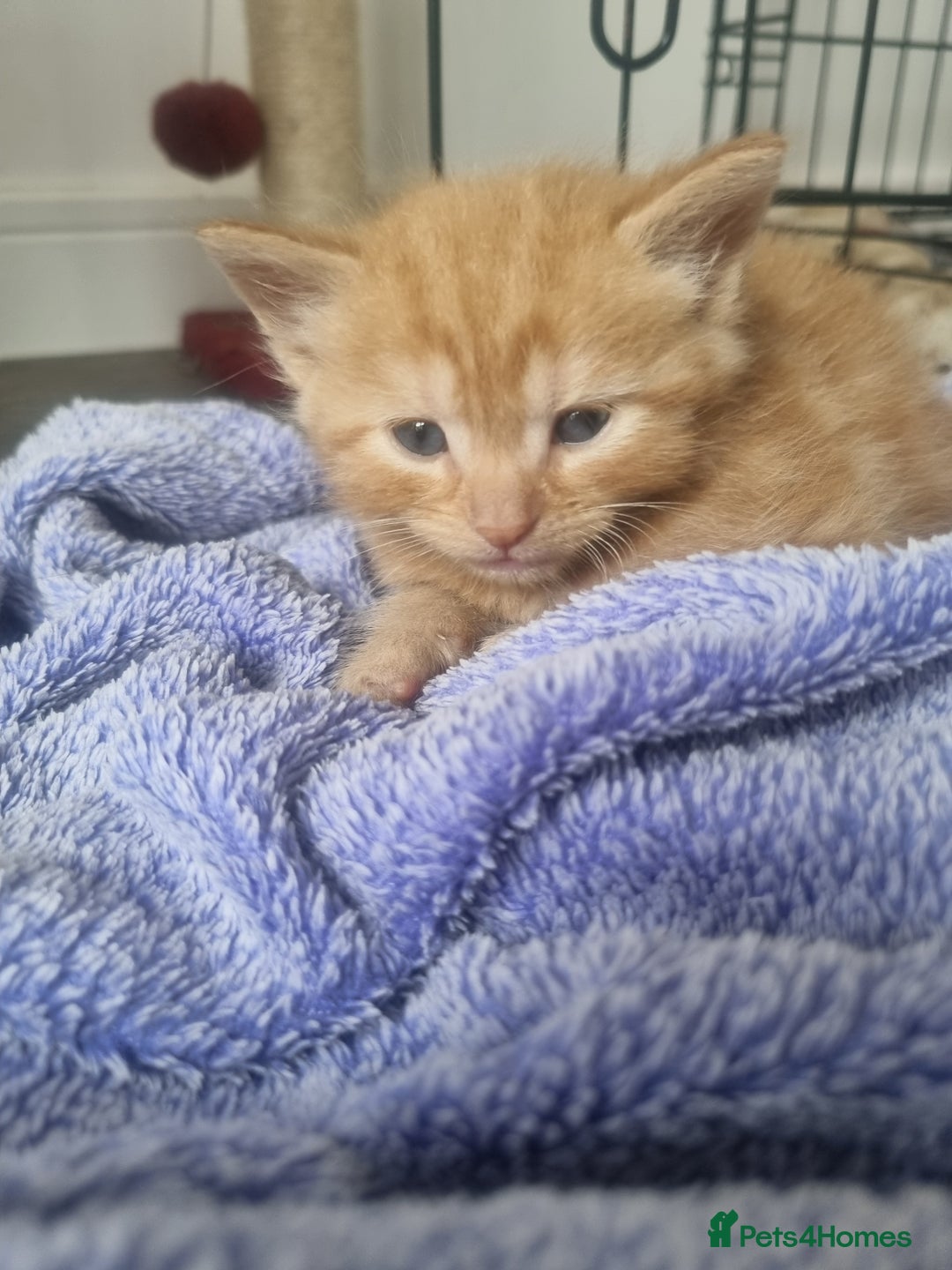 Mixed Breed cats for sale: Mixed kittens  - Image 1