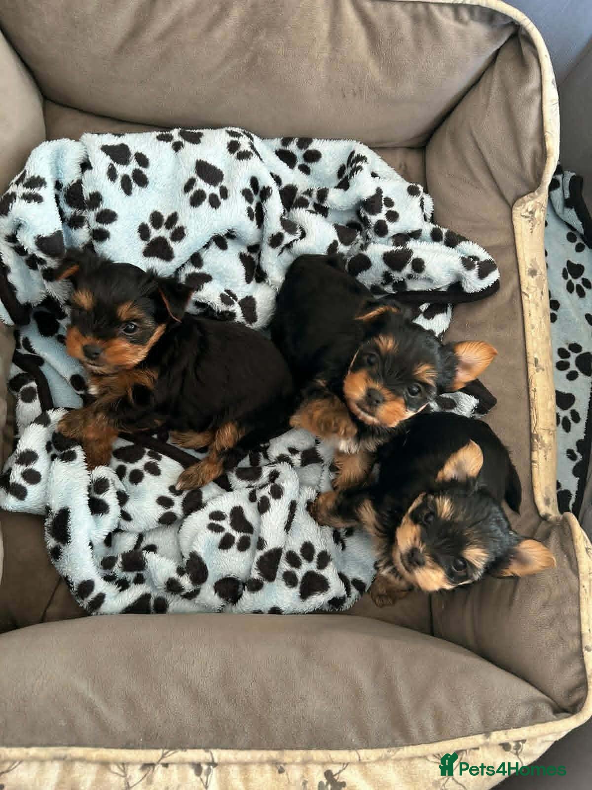 Yorkshire Terrier dogs for sale: Beautiful Yorkie Puppies Looking For Loving Homes - Advert 1
