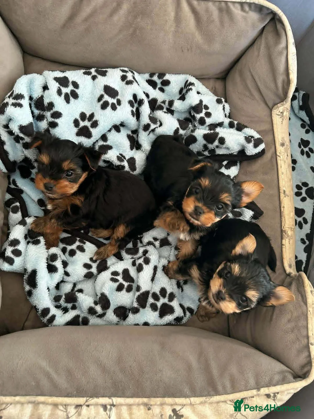 Yorkshire Terrier dogs for sale: Beautiful Yorkie Puppies Looking For Loving Homes - Advert 1