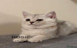 British Shorthair cats for sale: Pedigree|Champion Lines|GCCF Registered| - Image 12