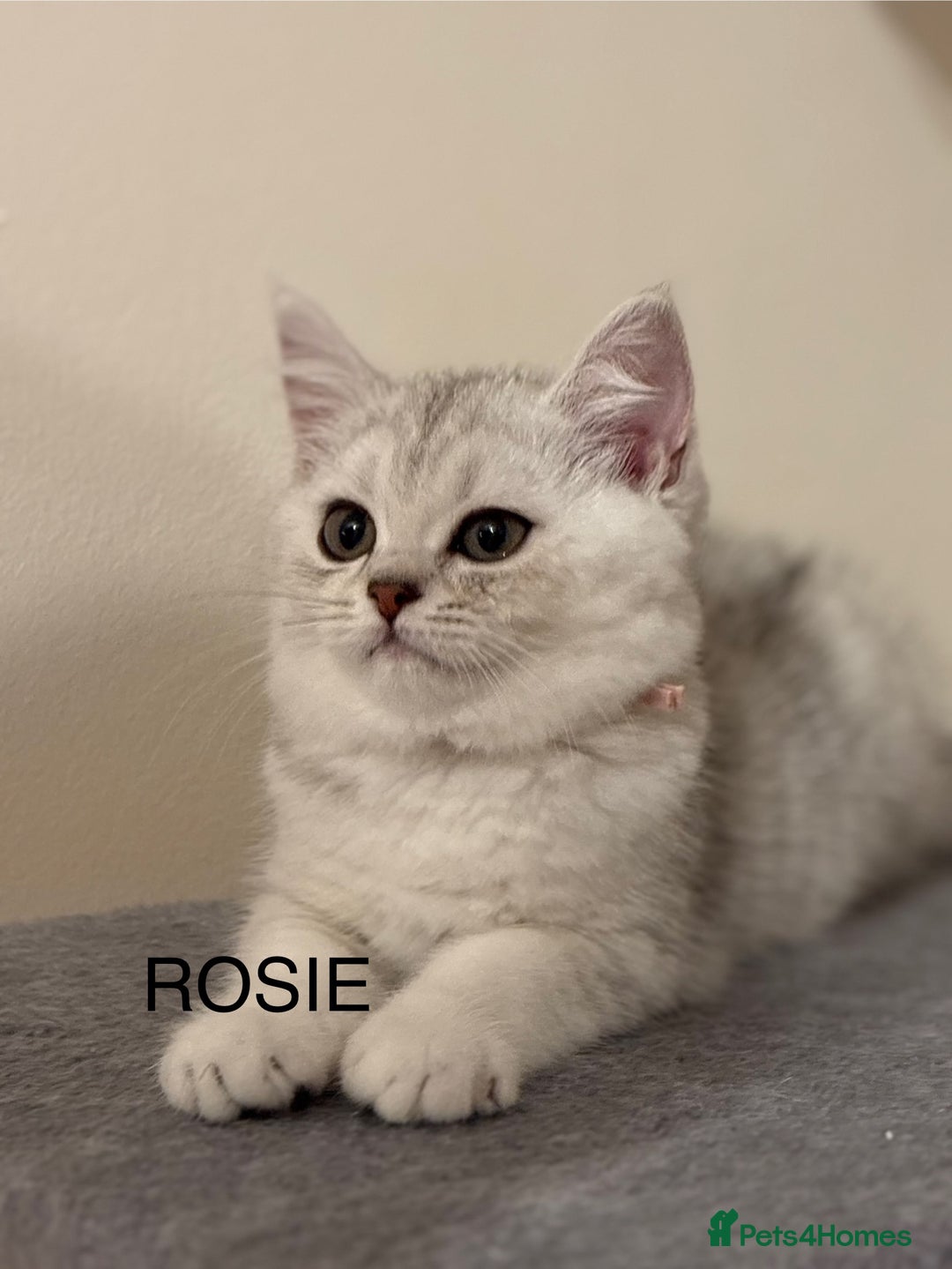 British Shorthair cats for sale: Pedigree|Champion Lines|GCCF Registered| - Image 12