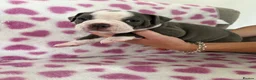 Old Tyme Bulldog dogs for sale: EXQUISITE Old tyme English bulldog puppies  - Advert 7