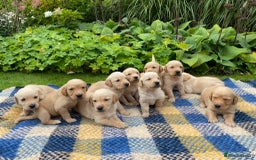Goldador dogs for sale: Gorgeous Goldador Puppies for Sale - Image 1