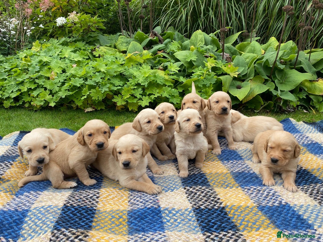 Goldador dogs for sale: Gorgeous Goldador Puppies for Sale - Image 1