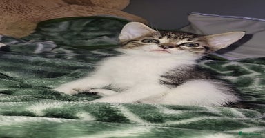 Mixed Breed cats - Advert 15