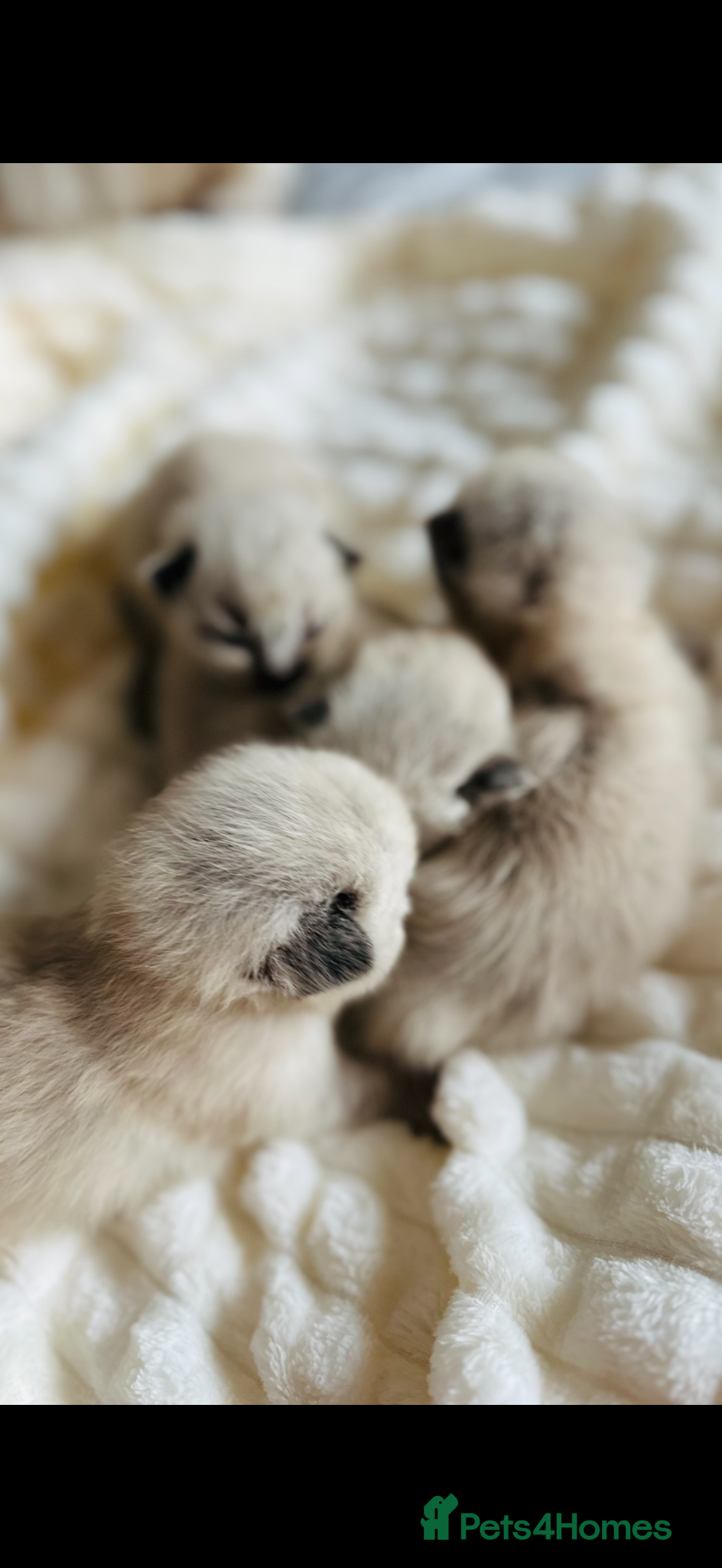 Ragdoll cats 🩷 GCCF WAITING LIST NOW OPEN 💜 - Advert 8