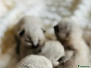 Ragdoll cats 🩷 GCCF WAITING LIST NOW OPEN 💜 - Advert 8