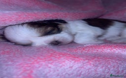 Shih Tzu dogs for sale: Small beautiful Shih tzu puppies - Image 6