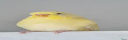 Budgerigars birds for sale: 2 young budgies - Advert 5