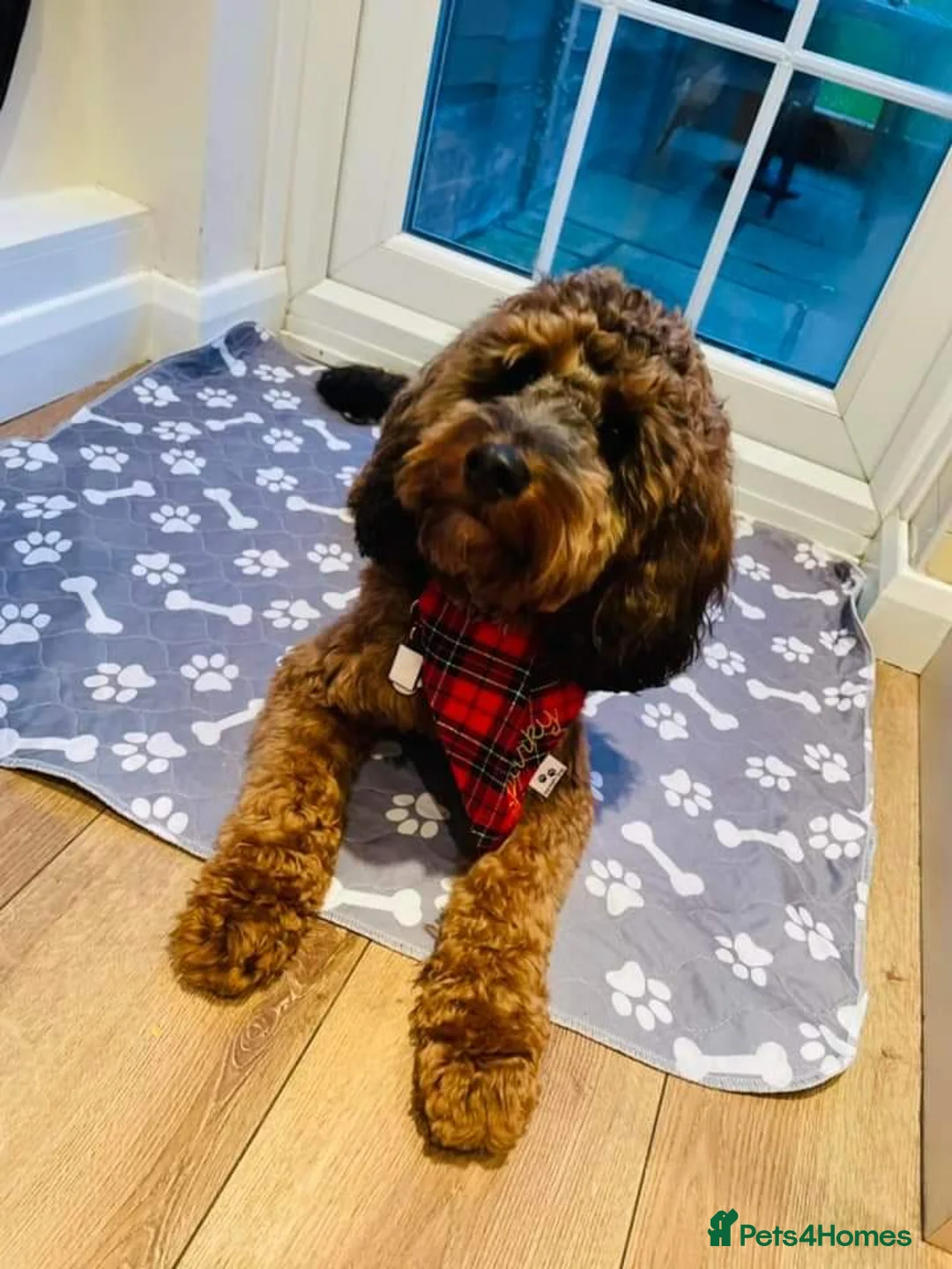 Cockapoo dogs for stud: Stunning Sable F1 Cockapoo DNA health tested clear in Cannock - Advert 9