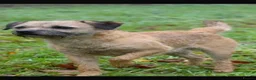 Border Terrier dogs for sale: Quality Border Terrier Puppies - Advert 6