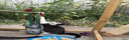 Mixed Breed cats for sale: Five Loving Kittens Ready for Forever Homes - Advert 3