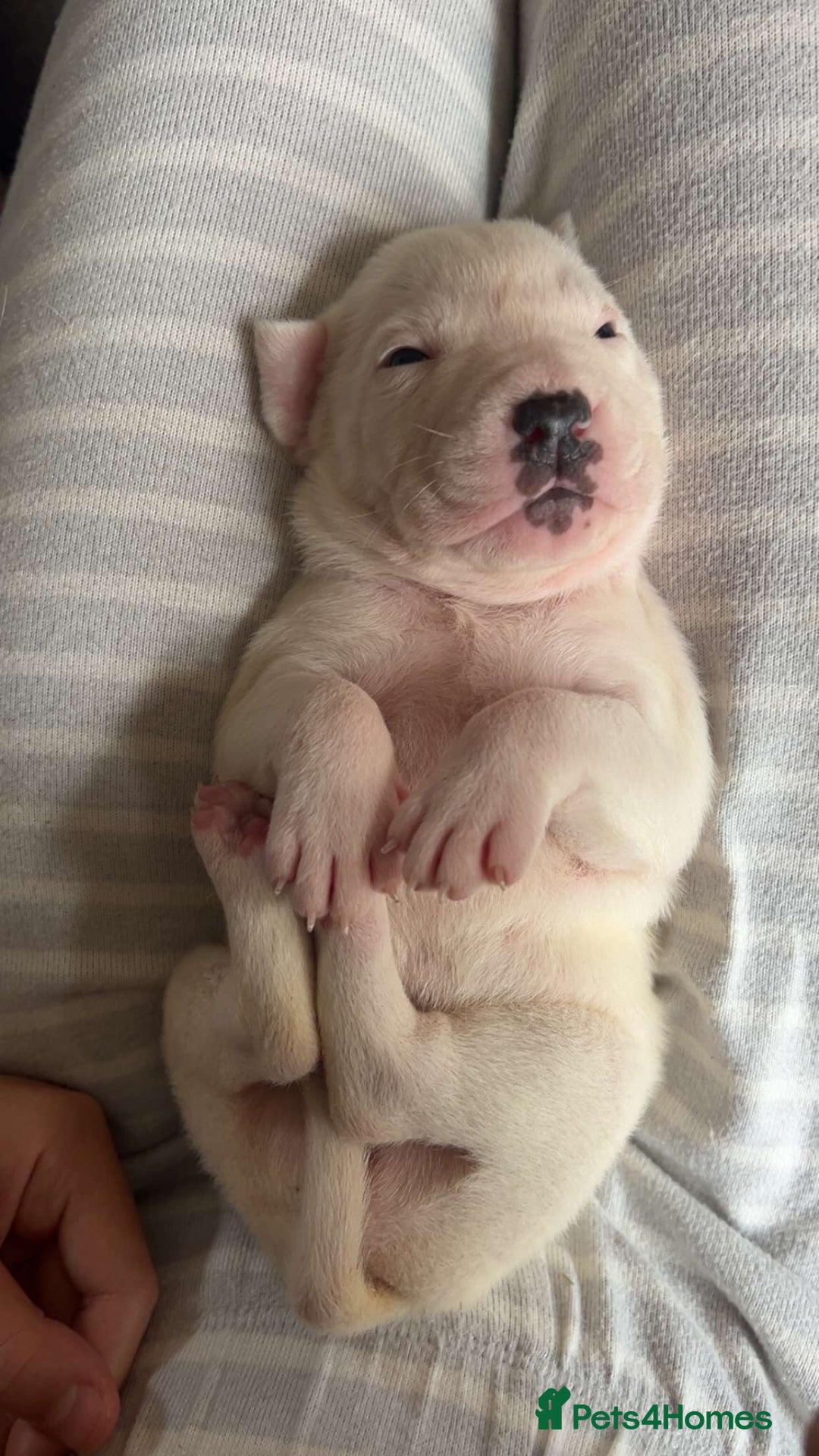 Mixed Breed dogs for sale: American bulldog x Staffy pups  - Image 10