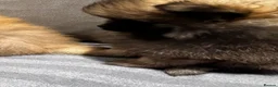 Pomeranian dogs for sale: Beautiful Pomeranian puppies - Advert 15