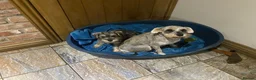 Miniature Schnauzer dogs for sale: pedigree miniature schnauzer boy  - Advert 4