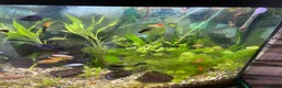 Platies fish for sale: Aquarium  in Southport - Advert 5