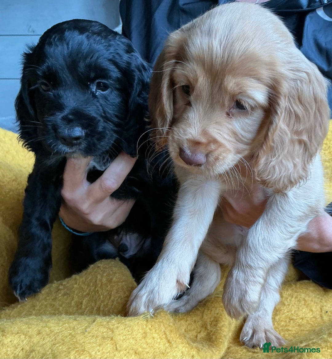 Cocker Spaniel dogs for sale: 5 Beautiful Working Cocker Spaniel Puppies  - Image 1
