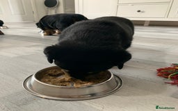 Rottweiler dogs for sale: Beautiful KC registered Rottweiler puppies  - Image 13