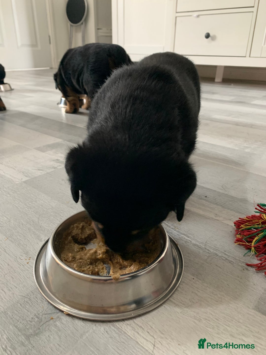 Rottweiler dogs for sale: Beautiful KC registered Rottweiler puppies  - Image 13