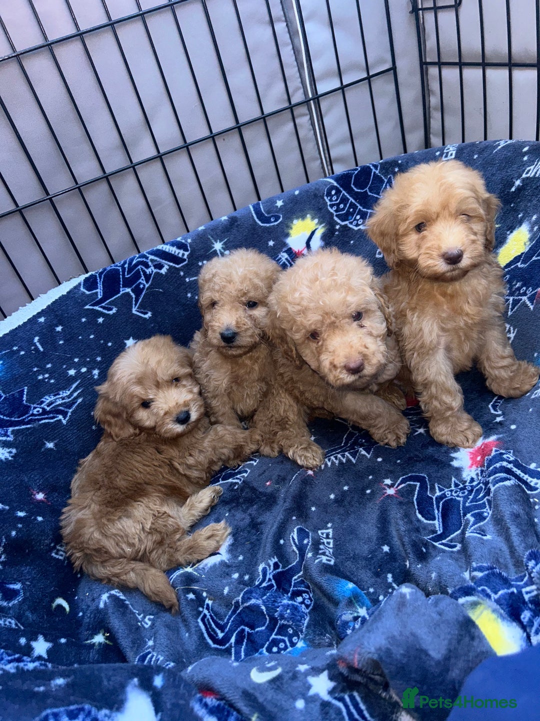 Cockapoo dogs for sale: 8 weeks old beautiful Cockapoo puppies  - Image 10