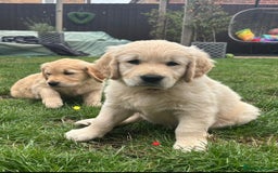 Golden Retriever dogs for sale: Ready now - Golden Retriever Puppies  - Image 19