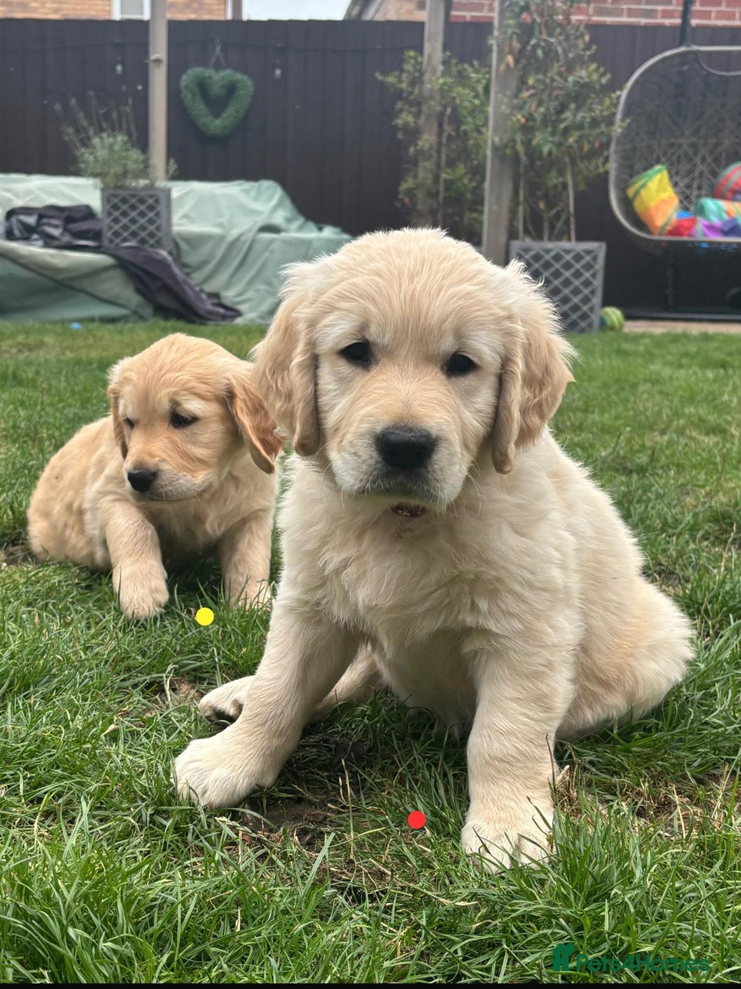 Golden Retriever dogs for sale: Ready now - Golden Retriever Puppies  - Image 19