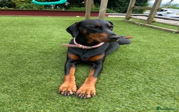 Dobermann dogs for sale: 2 gorgeous boys ready for new forever homes - Image 7