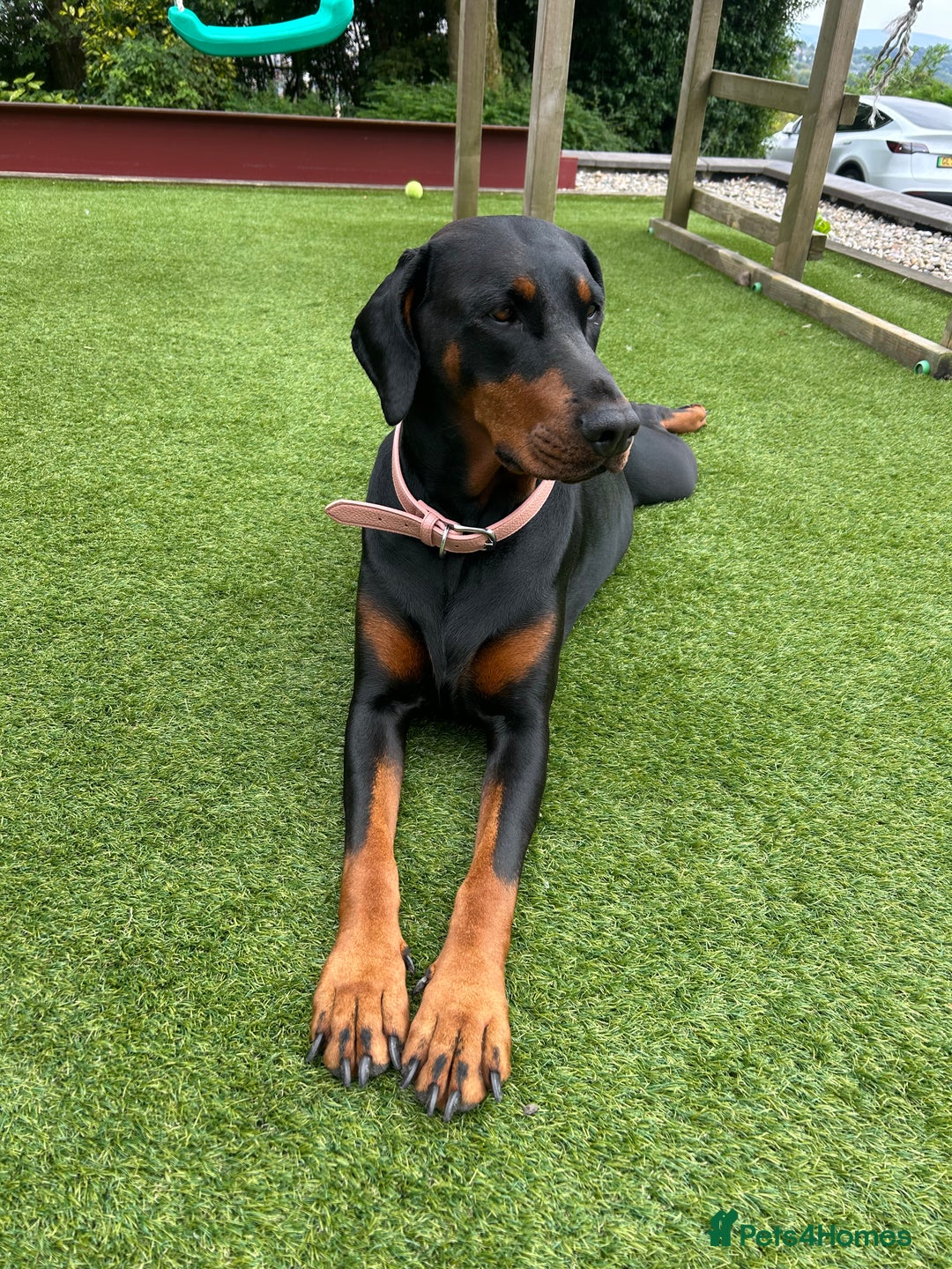 Dobermann dogs for sale: 2 gorgeous boys ready for new forever homes - Image 7