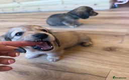 Miniature Dachshund dogs for sale: Beautiful Cream long haired Dachshunds  - Image 23
