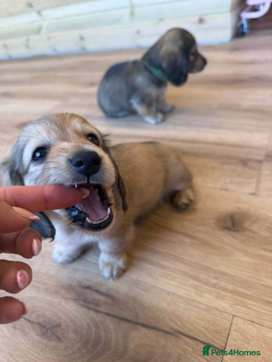 Miniature Dachshund dogs for sale: Beautiful Cream long haired Dachshunds  - Image 23