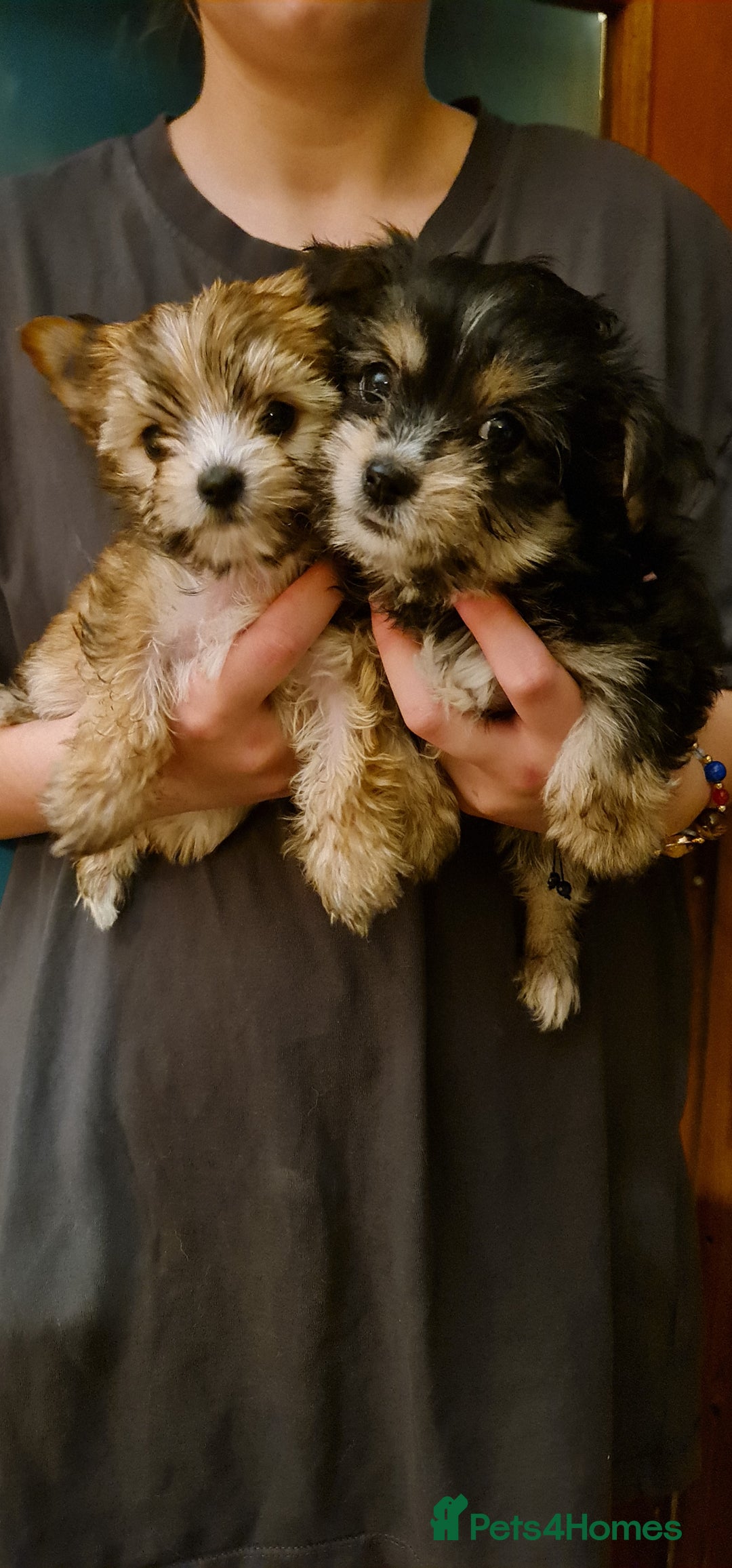 Chorkie dogs for sale: Ready now! Chihuahua x Yorkshire Terrier puppies  - Advert 5
