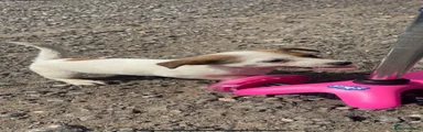 Jack Russell 4