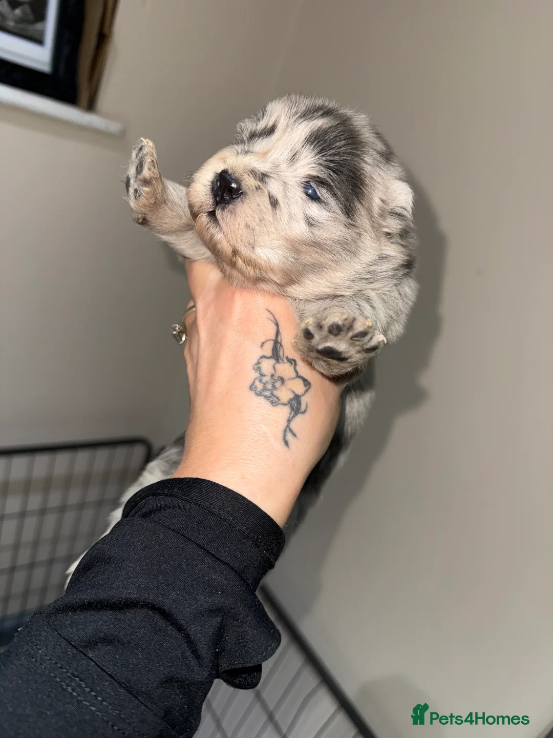 Chow Chow dogs for sale: Chow chow puppies  - Advert 6