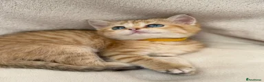British Shorthair 9