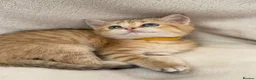 British Shorthair cats for sale: British Sh golden odd /blue eyed kittens GCCF  - Advert 32