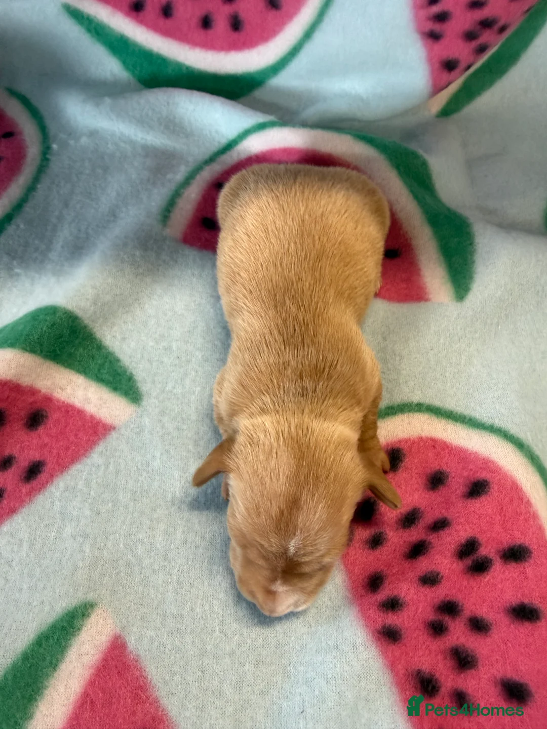 Miniature Dachshund dogs for sale: Kc Reg Smooth Haired Miniature Dachshunds  - Advert 15