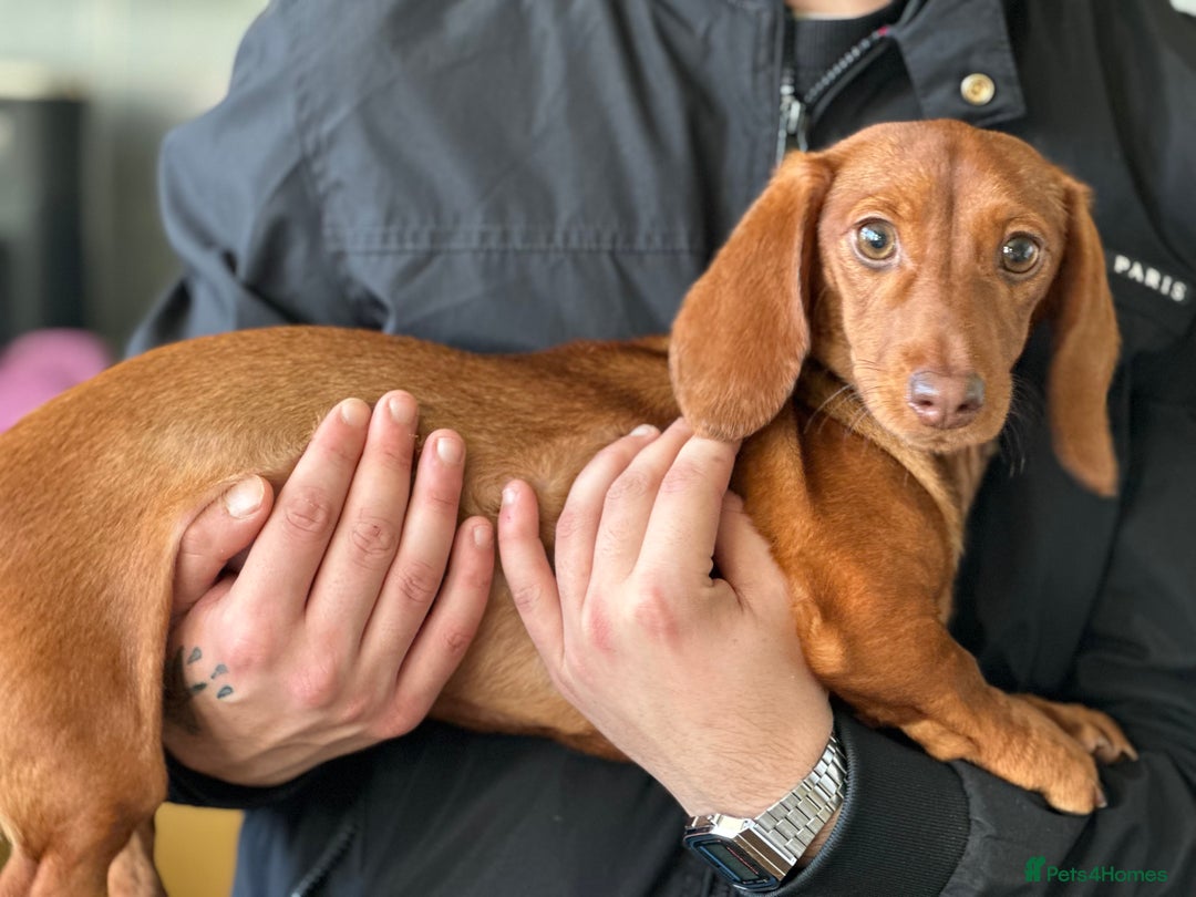 Dachshund dogs for sale: Our beautiful Foxy is looking for a family - Advert 1