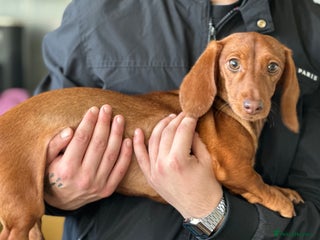 Dachshund dogs Our beautiful Foxy is looking for a family - Advert 2
