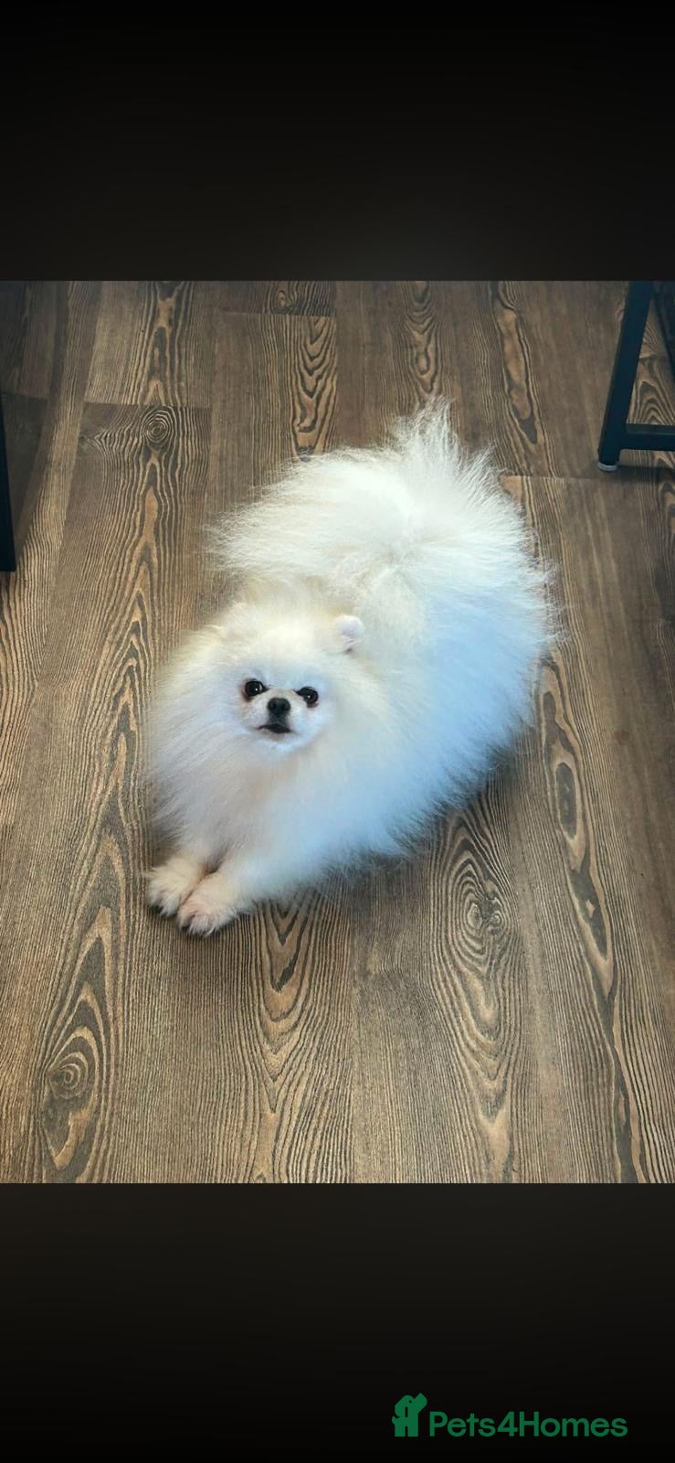 Pomeranian dogs Ice white boy for sale  - Advert 12