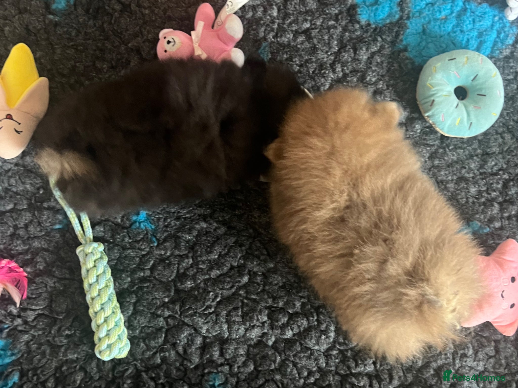 Pomeranian dogs for sale: Pomeranian Puppies Black & Tan Chocolate Sable - Advert 18
