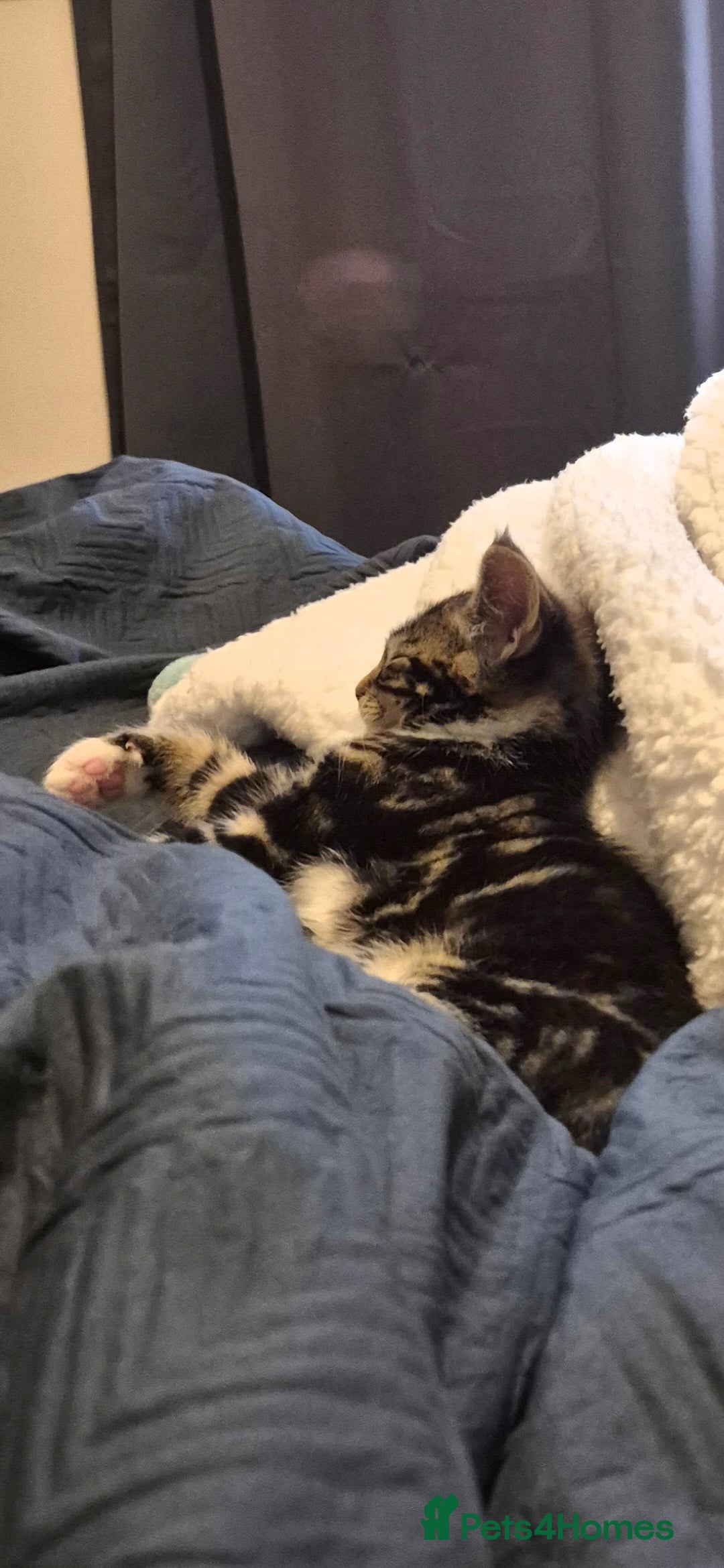 Mixed Breed cats for sale: 6-Month-Old Male Cat – Playful & Affectionate - Advert 5