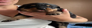 Rottweiler 4